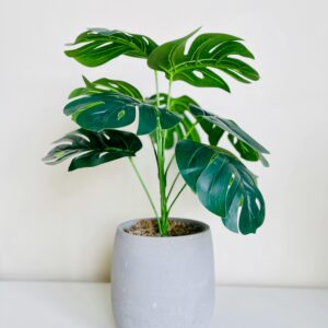 A striking Monstera plant in a minimal gray pot. Perfect for indoor decor and fresh ambiance.